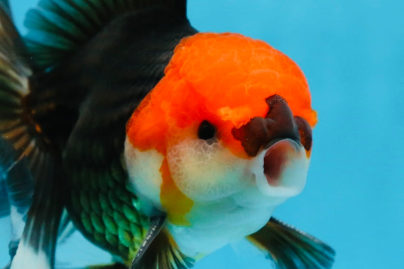A Grade Tricolor Oranda Male 5.5 inches #081525OR_26
