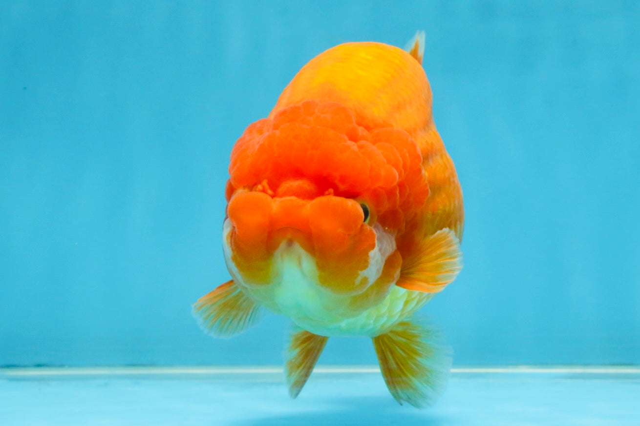 A Grade Red LionQueen 5.5-6 inches #112125LC_04