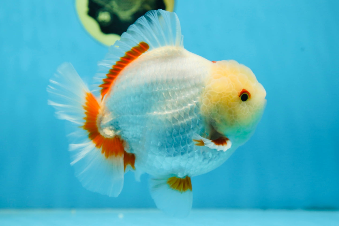 AAA Grade BEAUTIFUL Red White Yuanbao Male 5.5 inches #091225YB_02