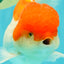 MARIO A Grade Red White Oranda Male 5.5-6 inches #101626OR_10
