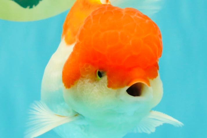 MARIO A Grade Red White Oranda Male 5.5-6 inches #101626OR_10