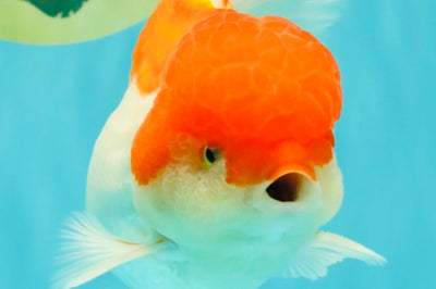 MARIO A Grade Red White Oranda Male 5.5-6 inches #101626OR_10