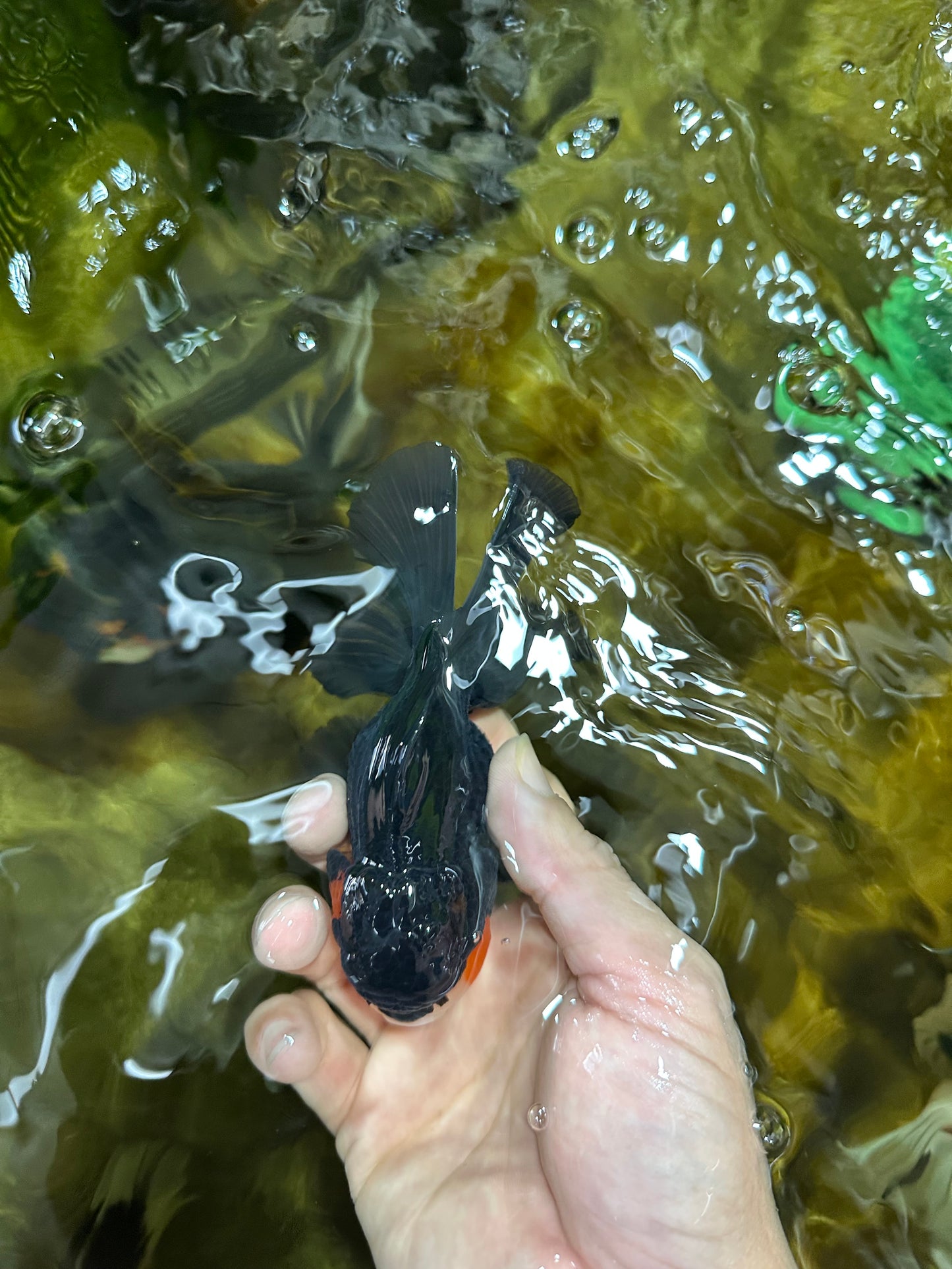 A Grade Tricolor Oranda Male 4.5 inches #053025OR_18