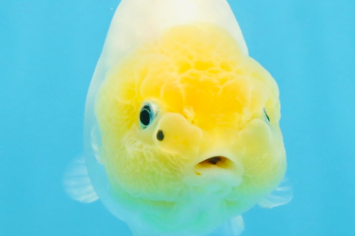 A Grade White Sakura Chinese Ranchu Female 5 inches #112125RC_17