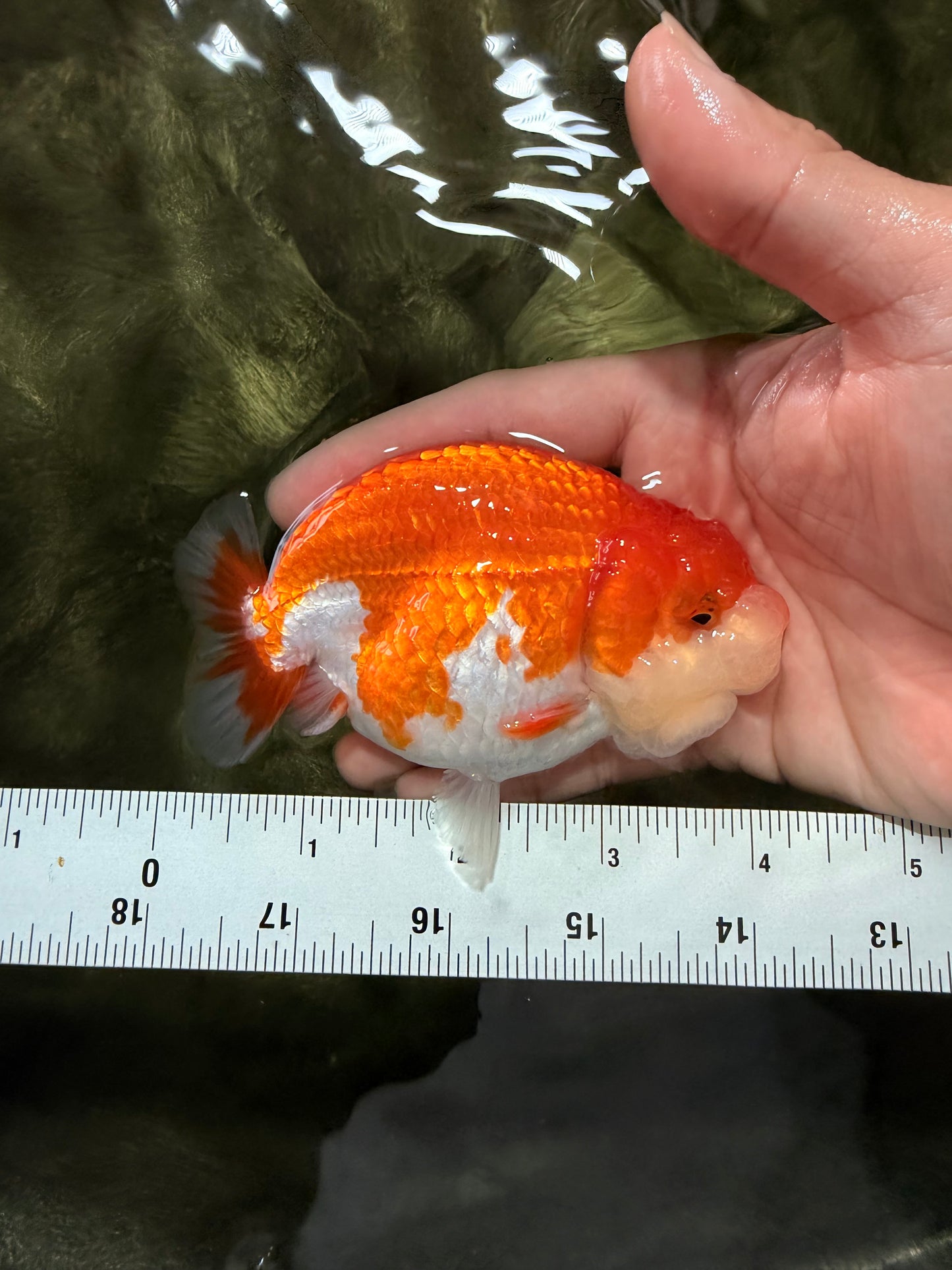 A Grade Red White LionQueen 4-4.5 inches #081426LC_18