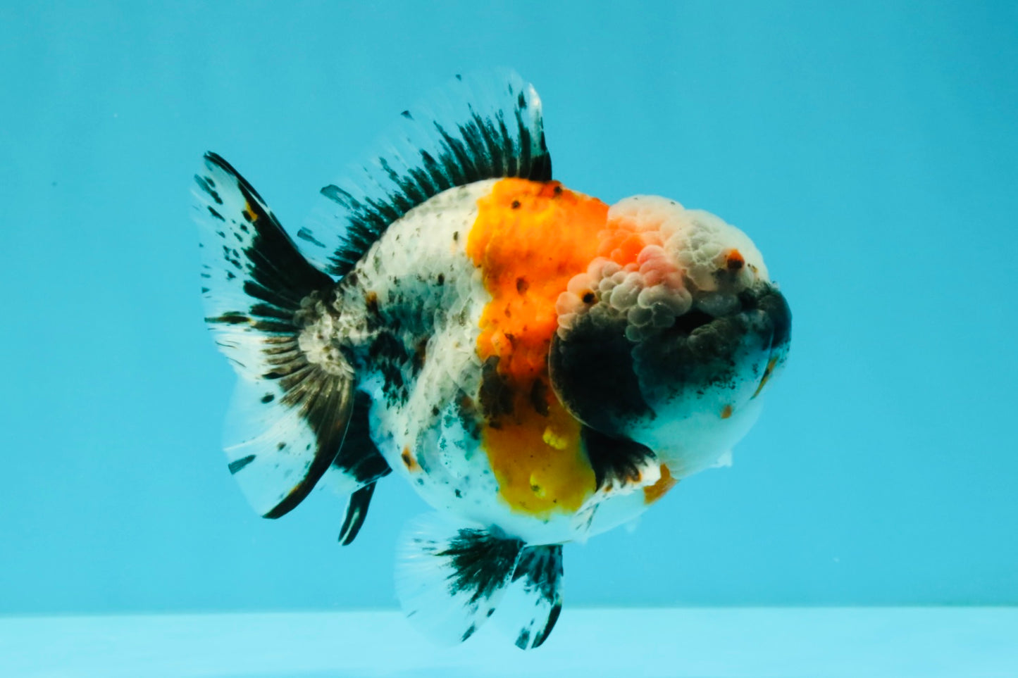 Calico Yuanbao Male 5 inches #032026YB_16