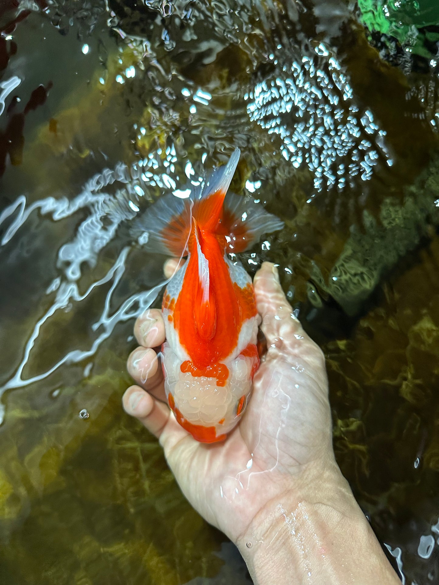 Red White Yuanbao Female 5 inches #091925YB_21