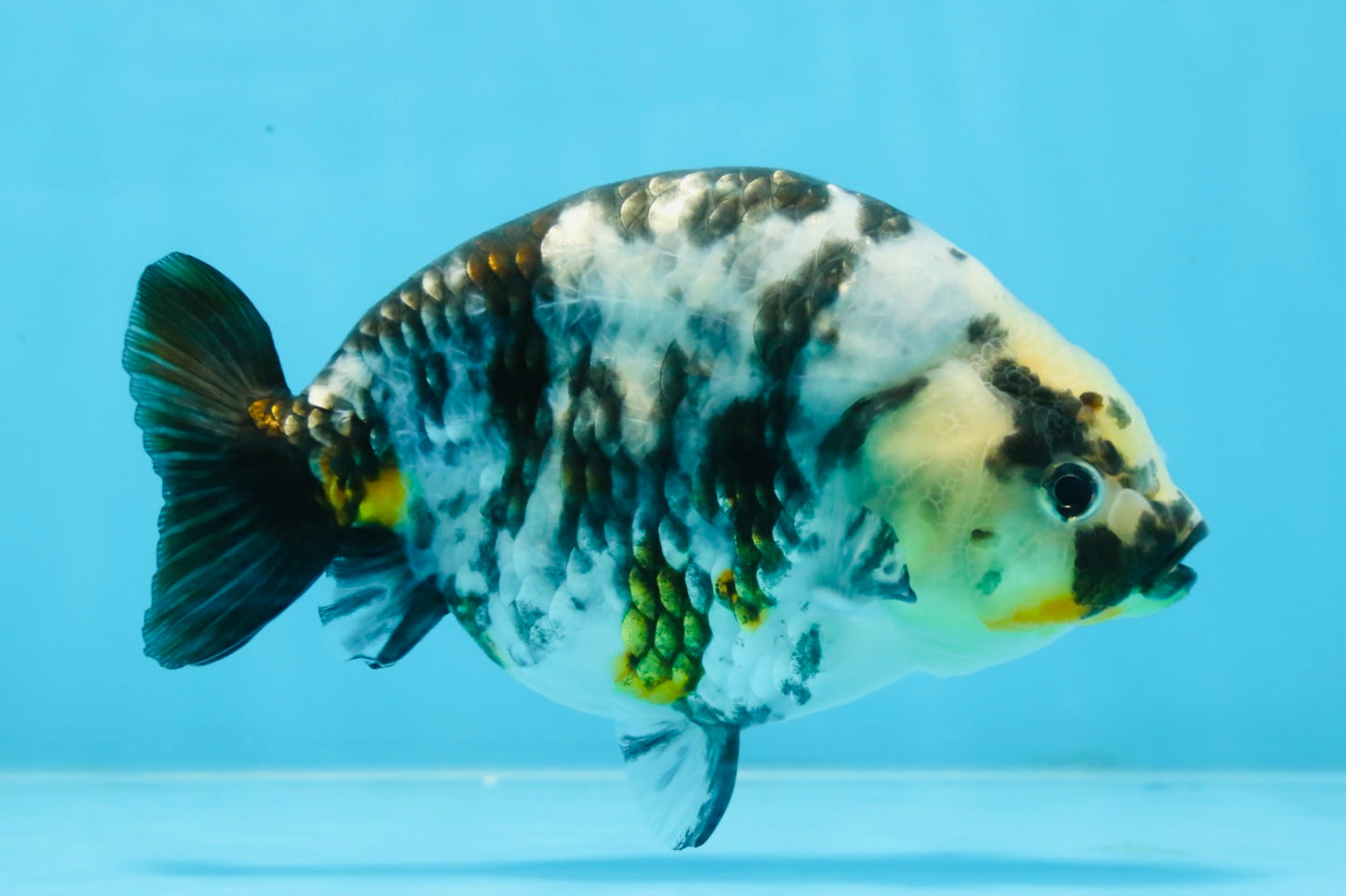 UNIQUE Ink Ranchu Female 5 inches #101725RC_15