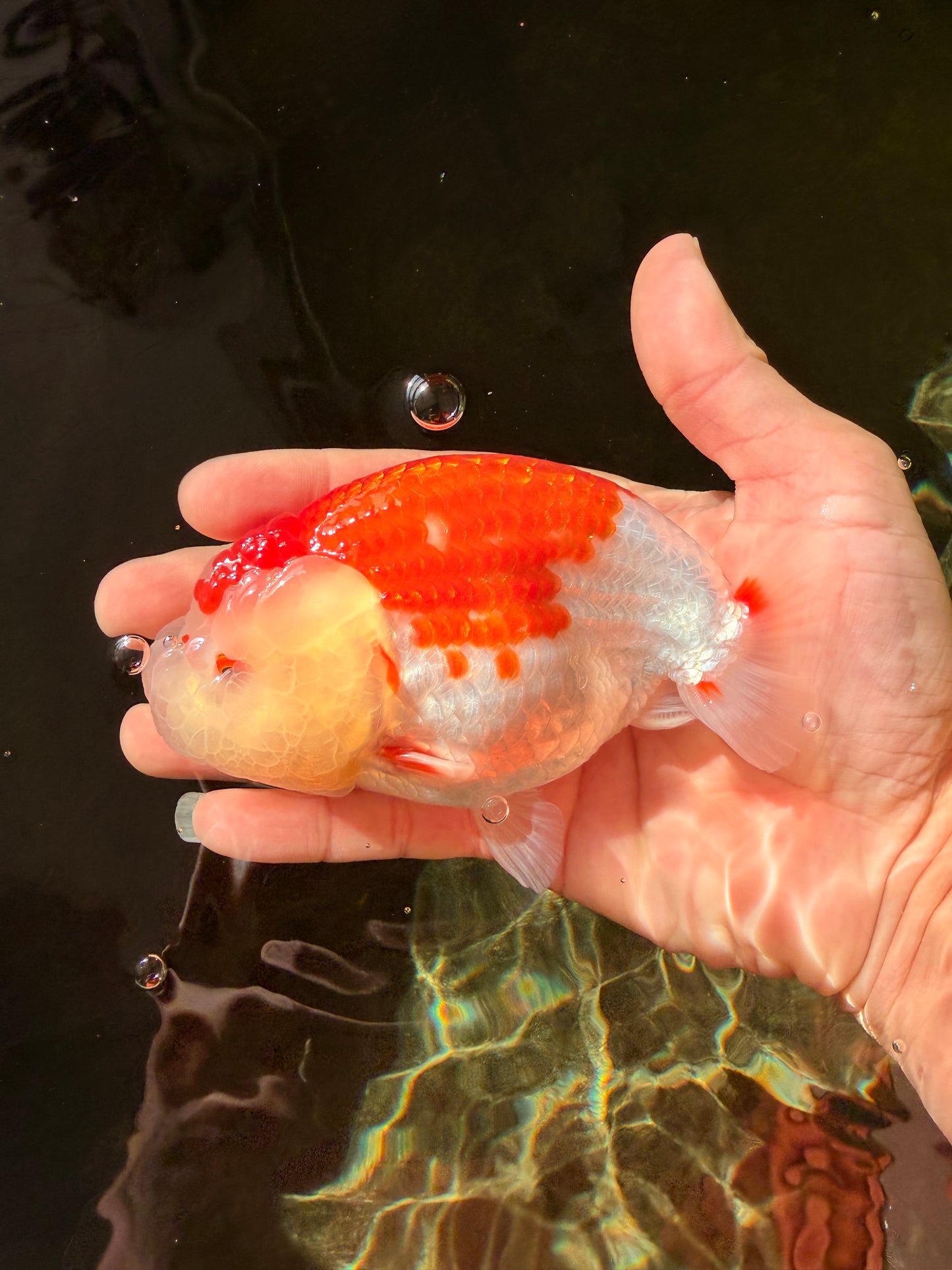 ADORABLE A Grade Red White LionKing 5 inches #032726LC_23