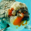 AAA Grade Calico Kirin Oranda Female 6.5 inches #100226OR_33