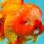 BIG WEN AAA Grade Red White Oranda Male 7.5-8 inches #070326OR_03