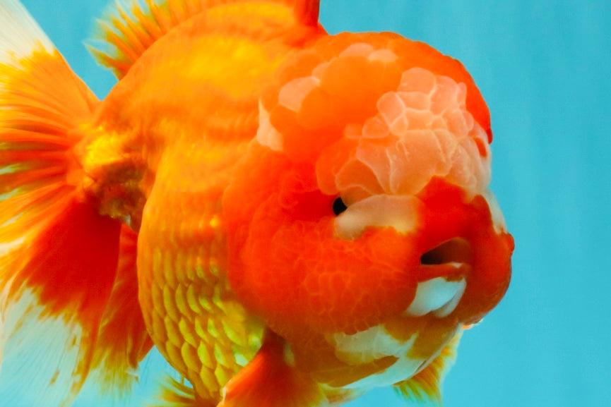 BIG WEN AAA Grade Red White Oranda Male 7.5-8 inches #070326OR_03