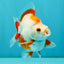 UNIQUE AAA Grade Red White Ryukin Male 4-4.5 inches #050126RK_01
