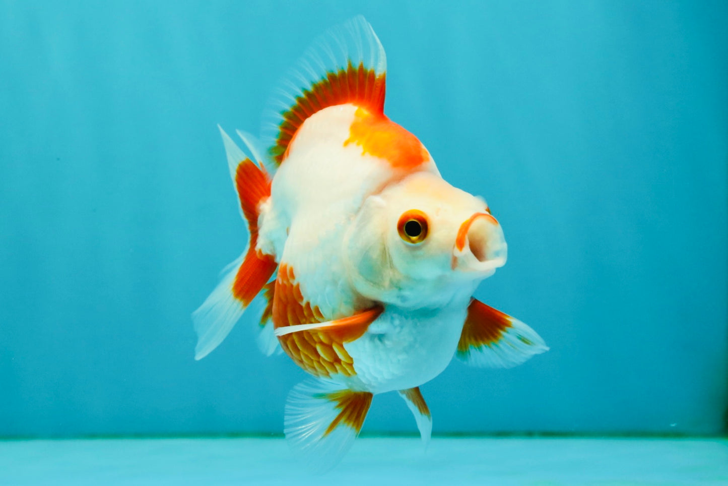 UNIQUE AAA Grade Red White Ryukin Male 4-4.5 inches #050126RK_01