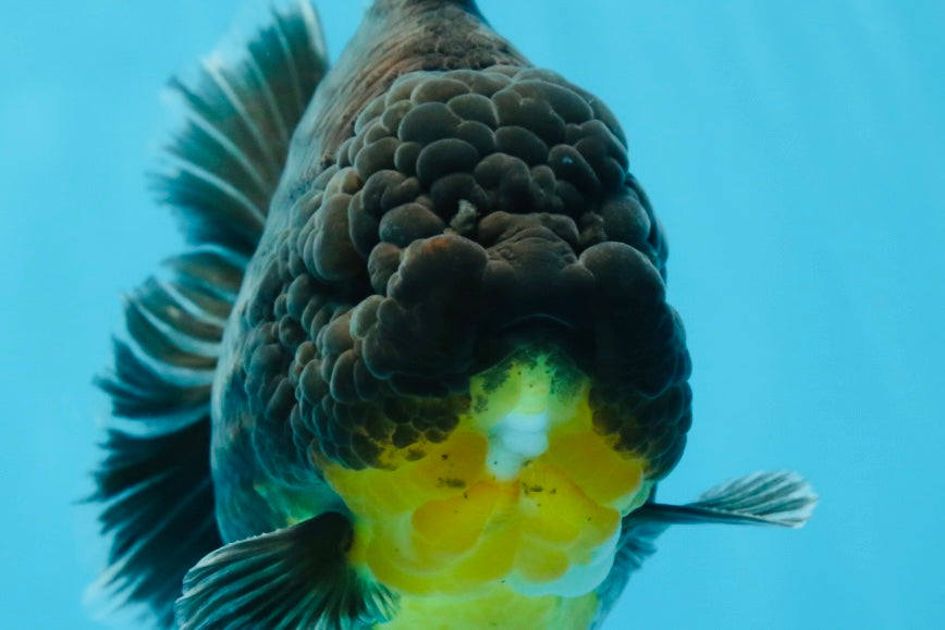 SHOW GRADE Godzilla Kirin Yuanbao Male 5.5 inches #062025YB_999