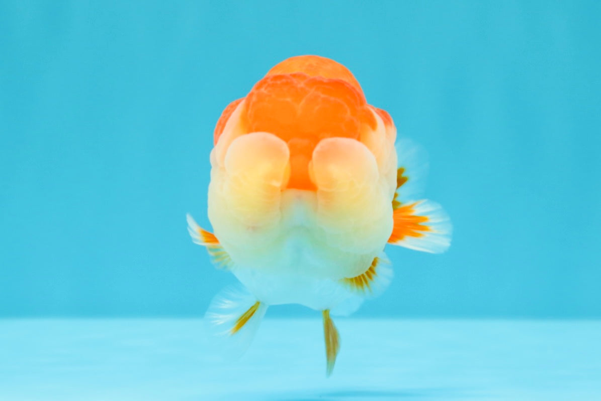 AAA Grade Peekaboo Dragon Head Red White LionQueen 4.5 inches #022726LC_27