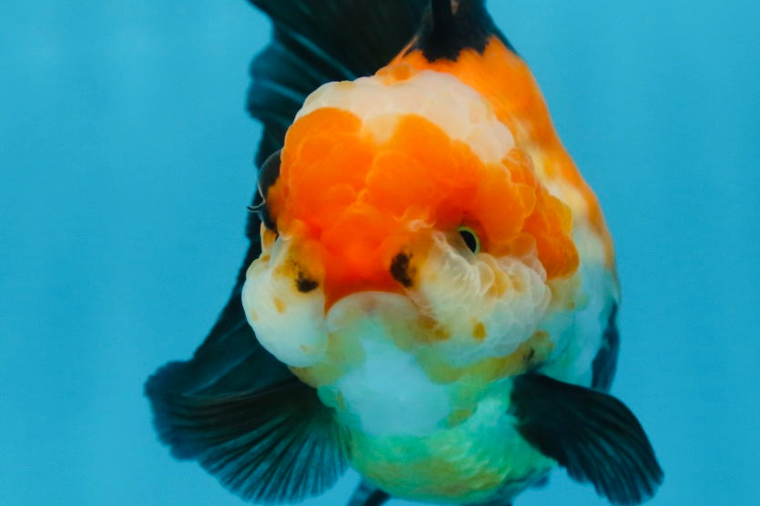 UNIQUE A Grade Tricolor Oranda Female 4.5-5 inches #082225OR_25