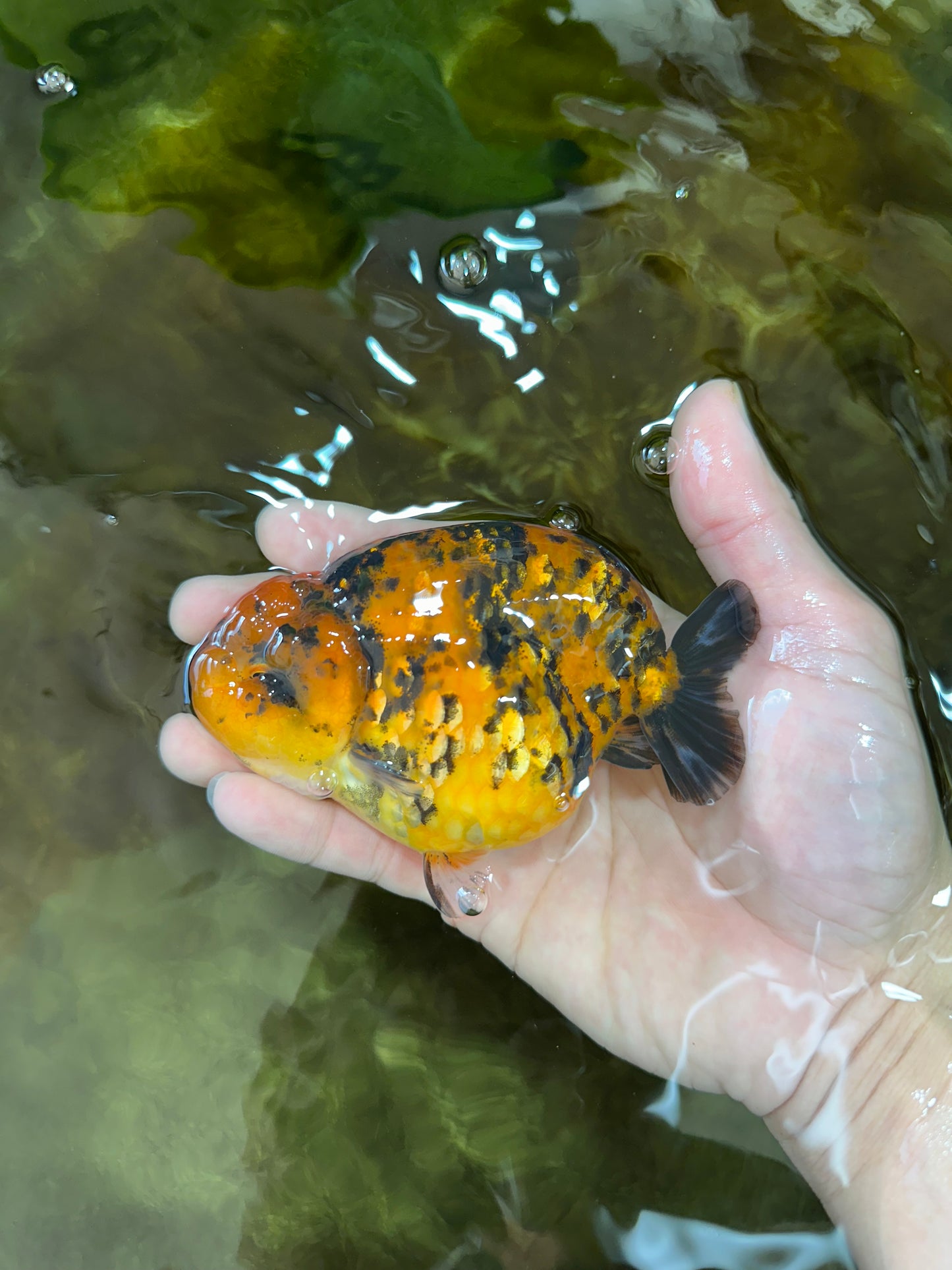 AAA Grade Tiger LionKing 4-4.5  inches #053025LC_10