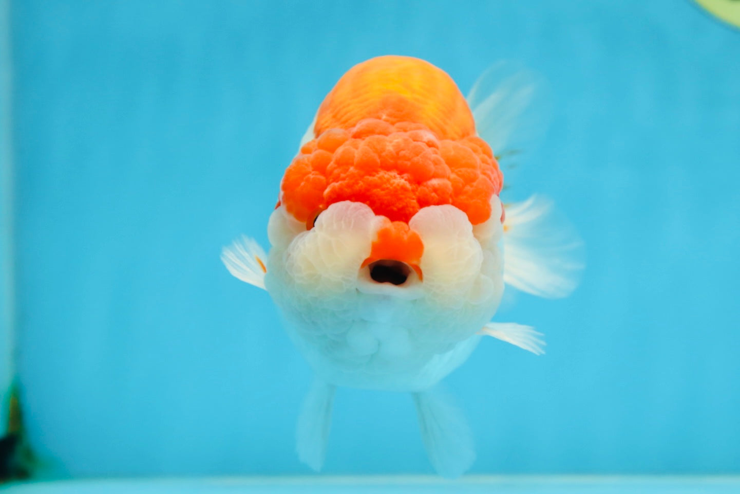 AAA Grade Red White LionKing 5.5-6 inches #081525LC_01