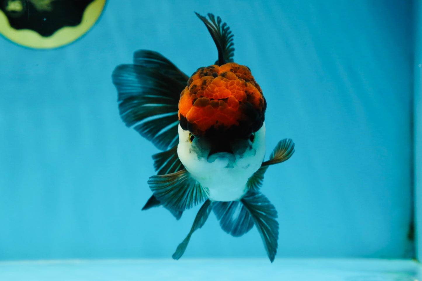 A Grade Fire Tricolor Oranda Female 5 inches #050225OR_02