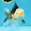Tricolor Oranda Male 5 inches #091925OR_05