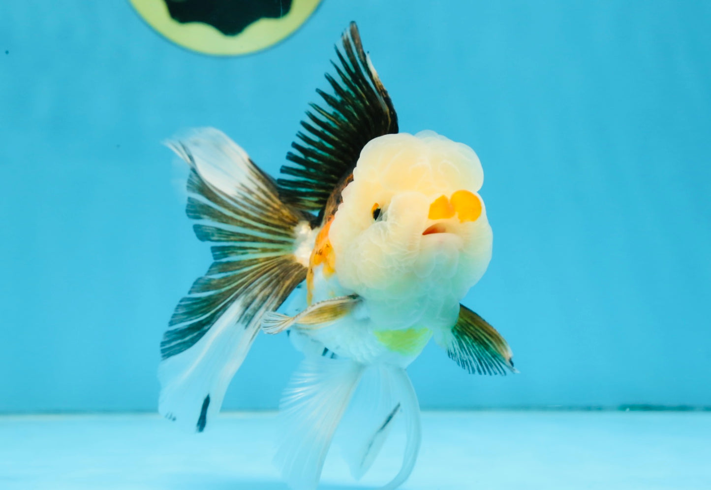 Tricolor Oranda Male 5 inches #091925OR_05