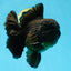 AAA Grade VERY SPECIAL Godzilla Black Oranda Male 5-5.5 inches #051625OR_18