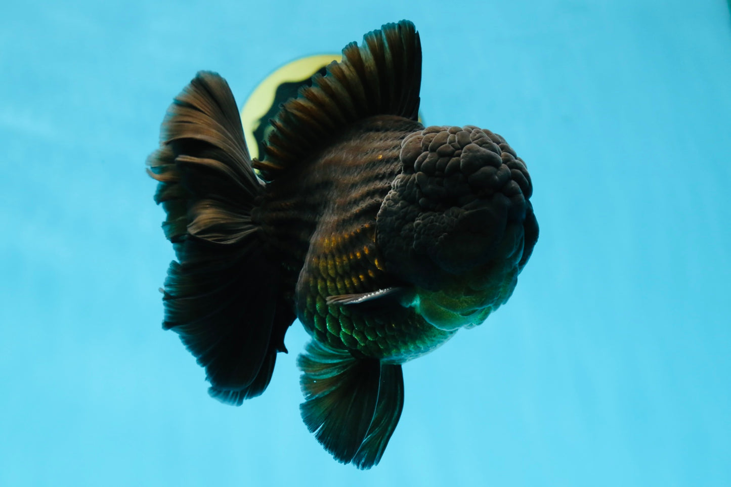AAA Grade VERY SPECIAL Godzilla Black Oranda Male 5-5.5 inches #051625OR_18