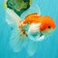 MARIO A Grade Red White Oranda Male 5.5-6 inches #101626OR_10