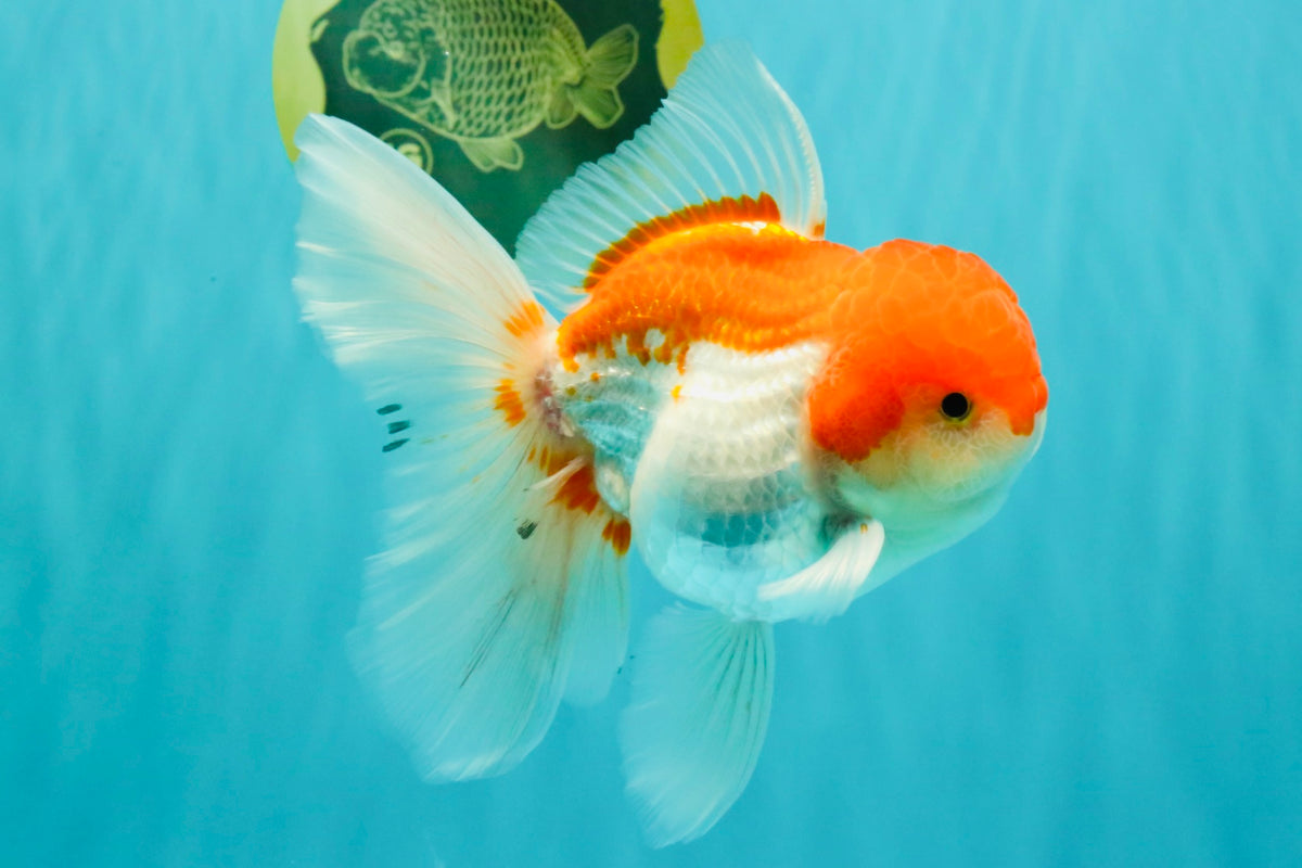 MARIO A Grade Red White Oranda Male 5.5-6 inches #101626OR_10