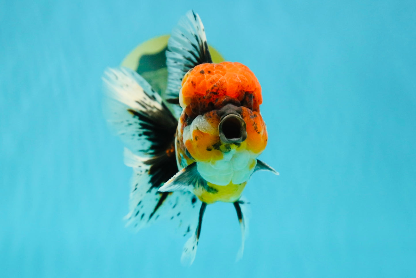 GIANT SUPER AAA Grade Godzilla Kirin Calico Oranda Male 6.5-7 inches #030626OR_06