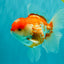A Grade Polkadot Red White Oranda Male 5.5 inches #100926OR_13