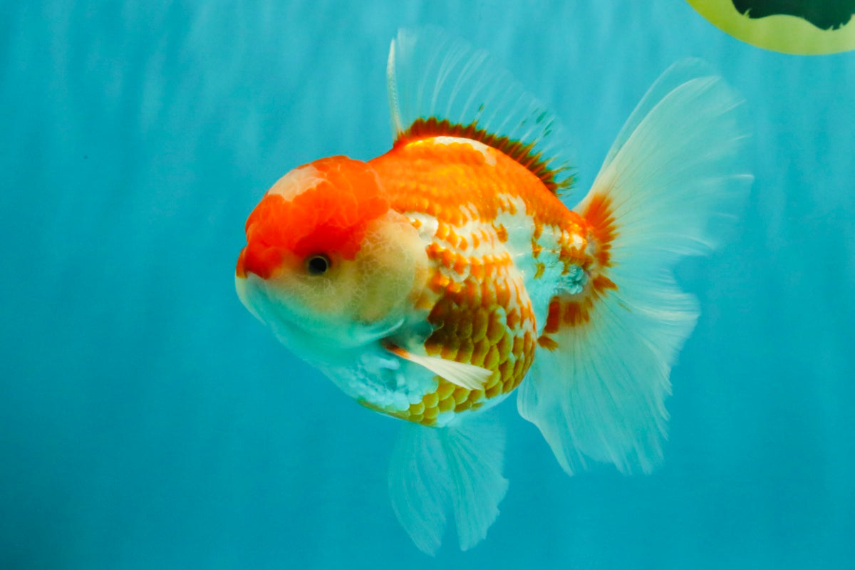 A Grade Polkadot Red White Oranda Male 5.5 inches #100926OR_13
