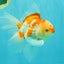 A Grade Red White Oranda Male 6 inches #061926OR_18