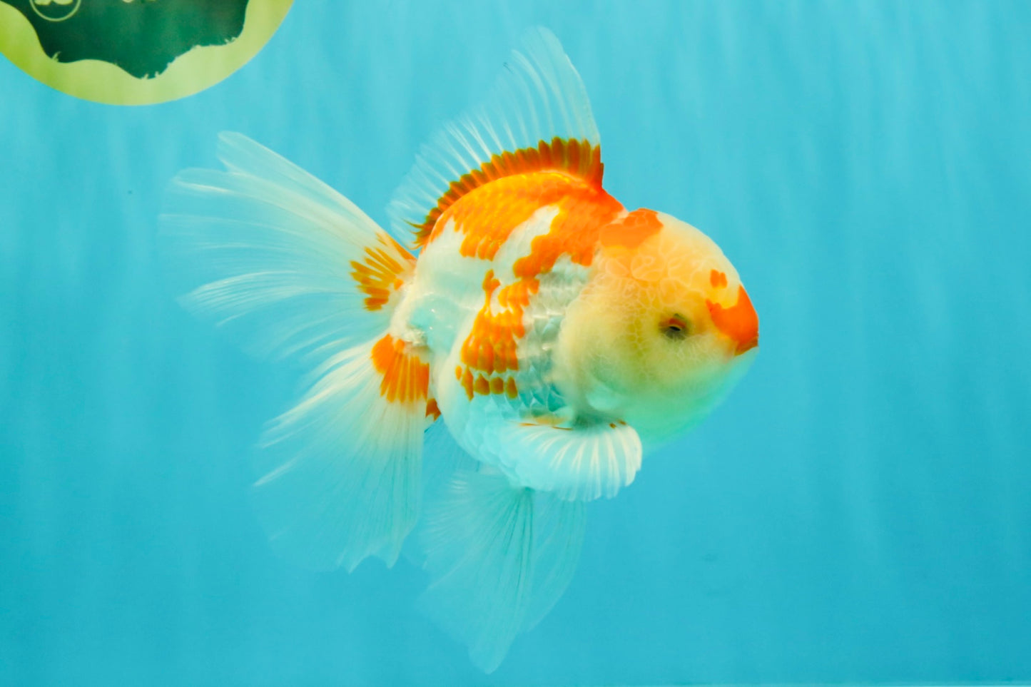 A Grade Red White Oranda Male 6 inches #061926OR_18
