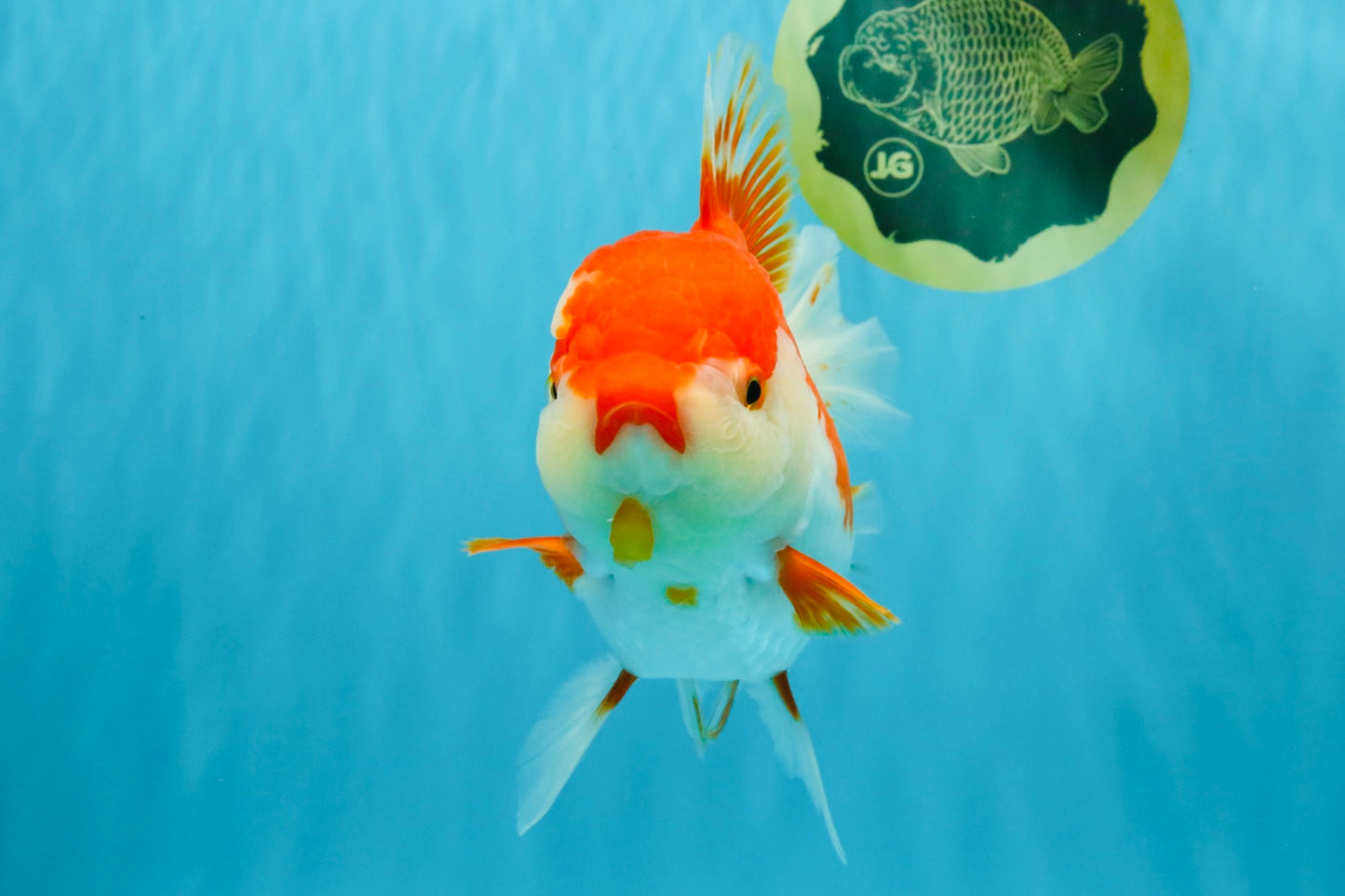 JUMBO AAA Grade Red White Oranda Female 7 inches #040326OR_22