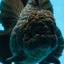AAA Grade Godzilla Black Oranda Female 6.5 inches #081525OR_31