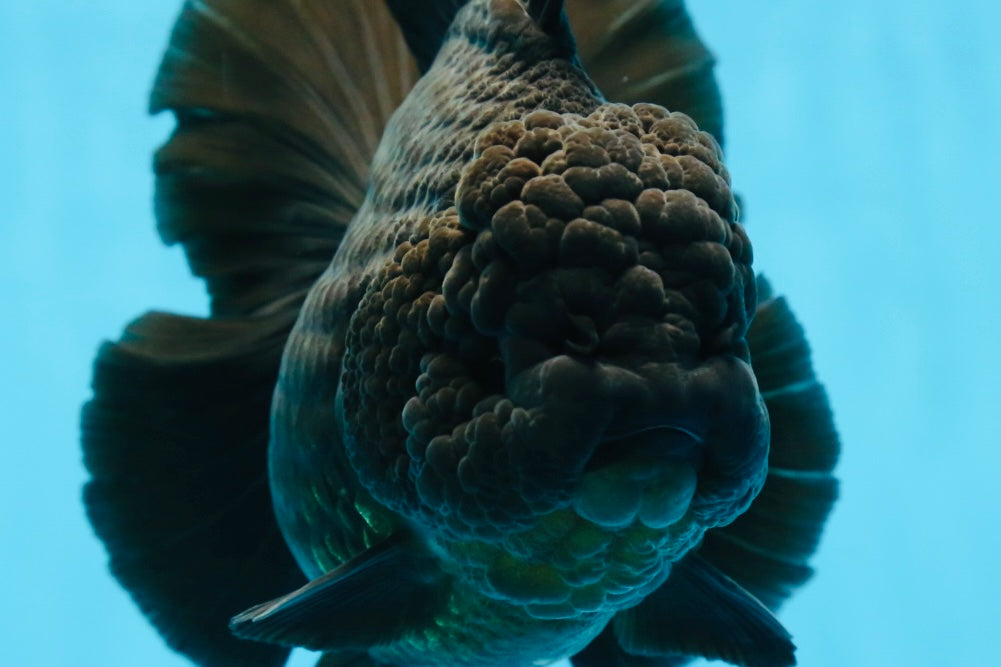 AAA Grade Godzilla Black Oranda Female 6.5 inches #081525OR_31