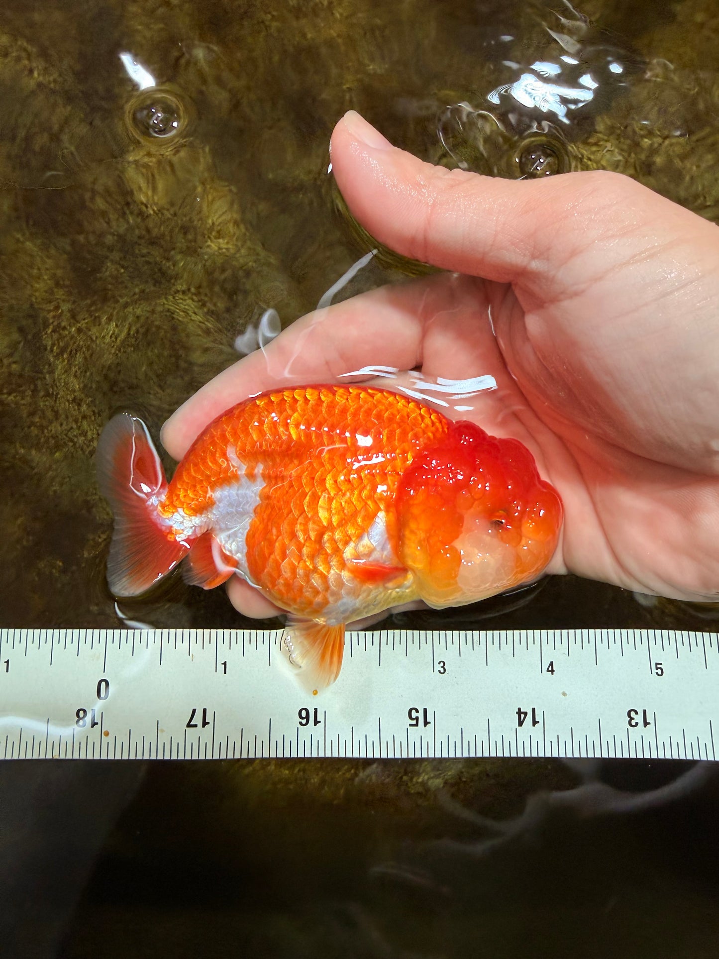 AAA Grade Red White LionQueen 4 inches #103125LC_29