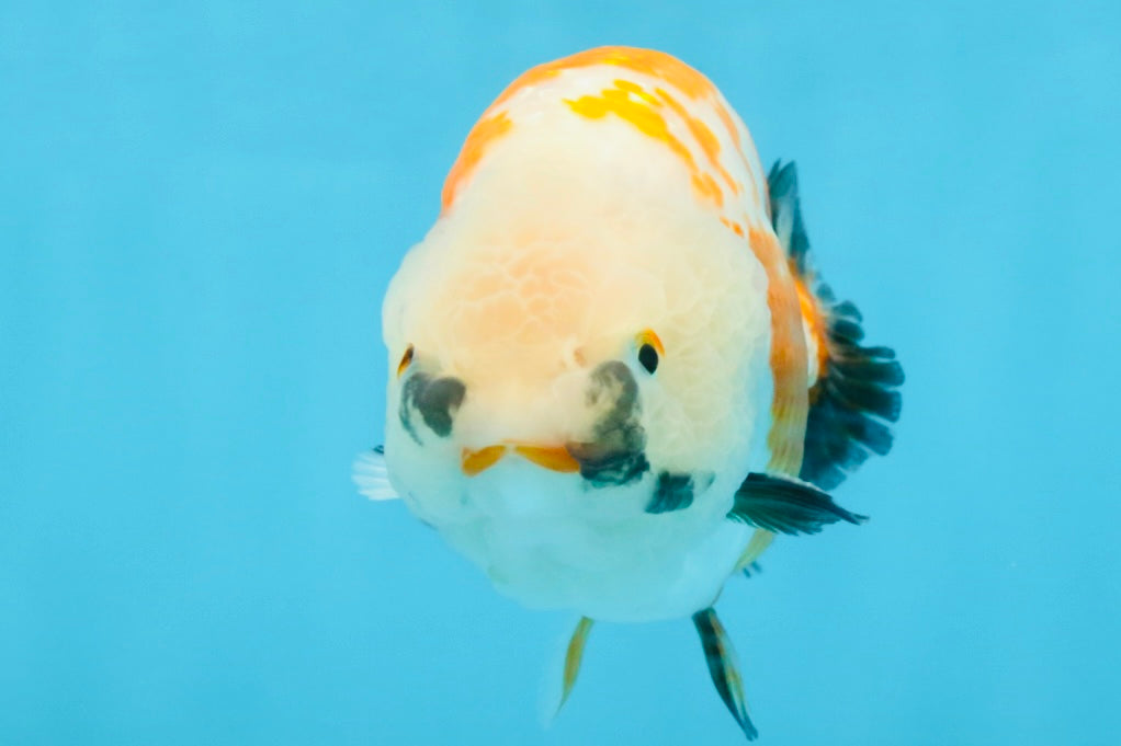 A Grade Tricolor LionKing 5-5.5 inches #112125LC_01