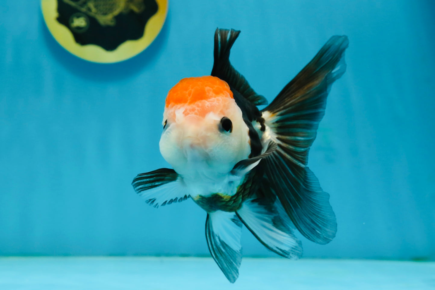 Tricolor Button Eyes Oranda Female 5 inches #121324OR_19