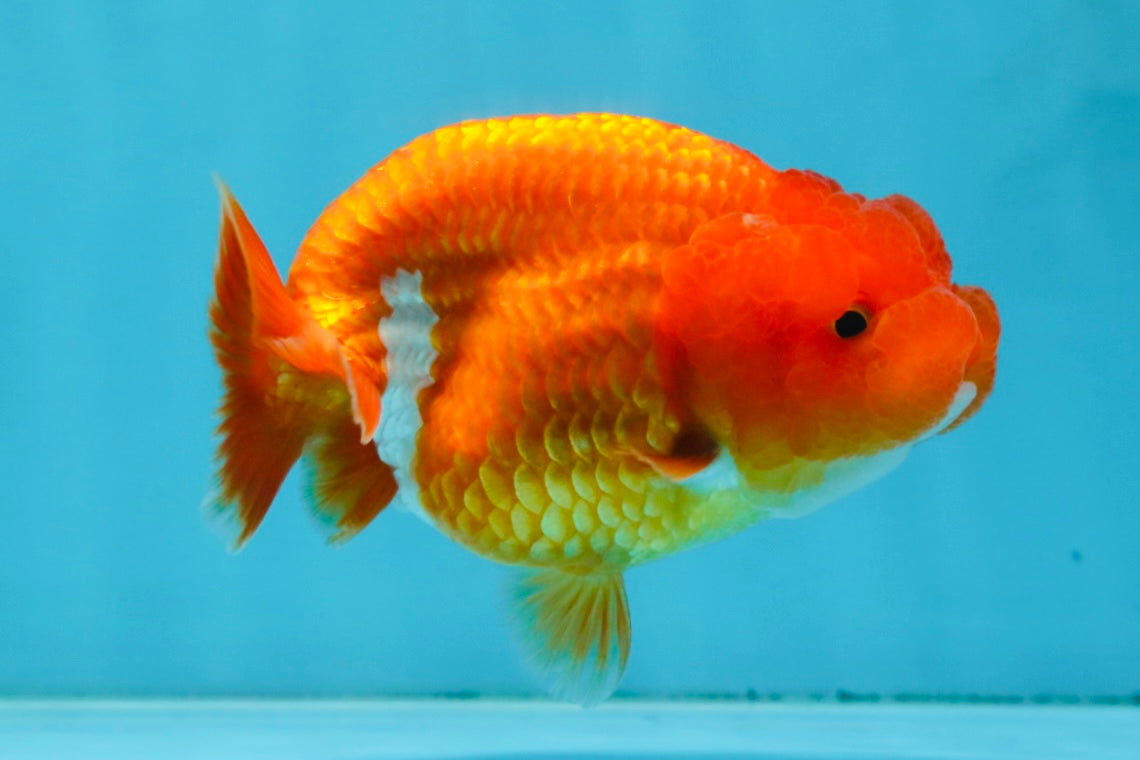 AAA Grade Young Red White LionQueen 4 inches #101025LC_04