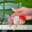 A Grade Red Cap Oranda Female 5 inches #0913OR_15