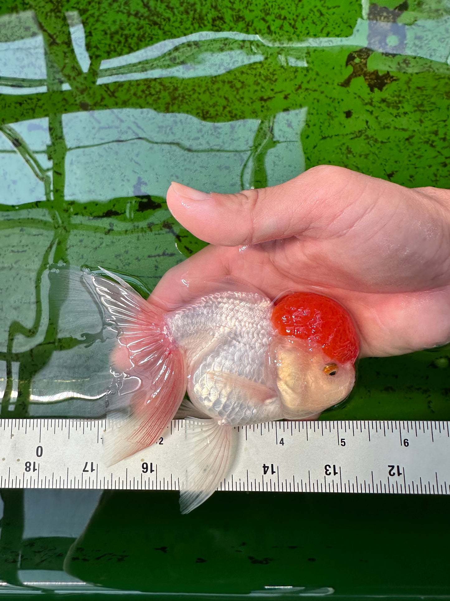 Oranda hembra de gorra roja de grado A, 5 pulgadas, n.° 0913OR_15