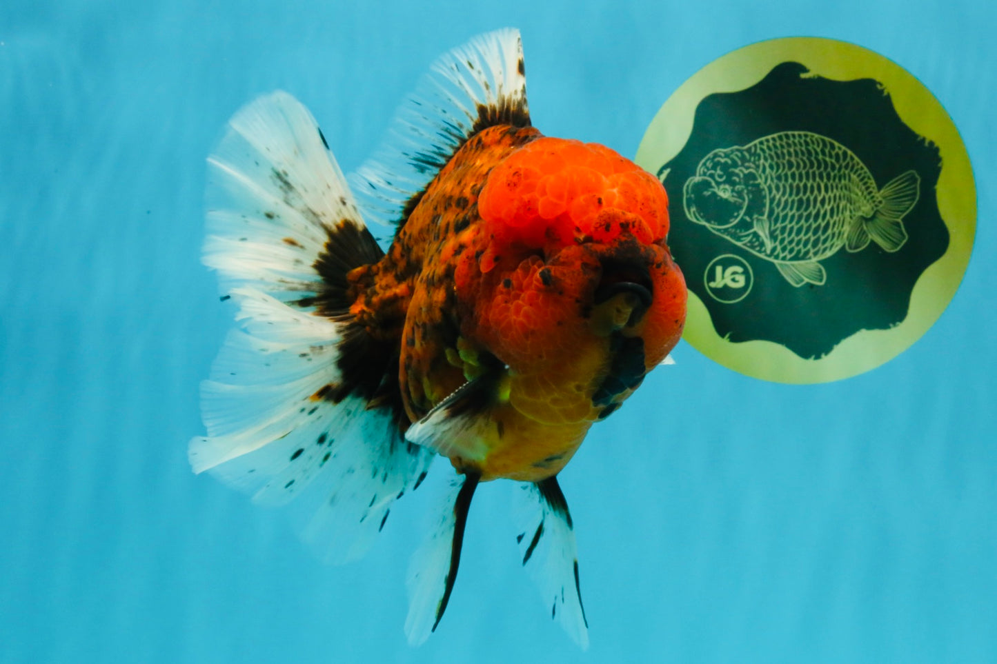 CHONKY AAA Grade Tiger Oranda Male 6.5 inches #022026OR_08