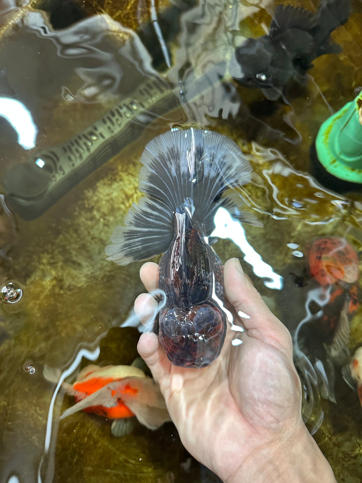 AAA Grade Calico Kirin Oranda 5.5-6 inches #080125OR_02