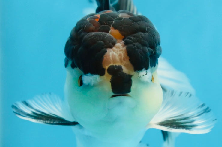 A Grade Panda Oranda Male 5-5.5 inches #080125OR_27