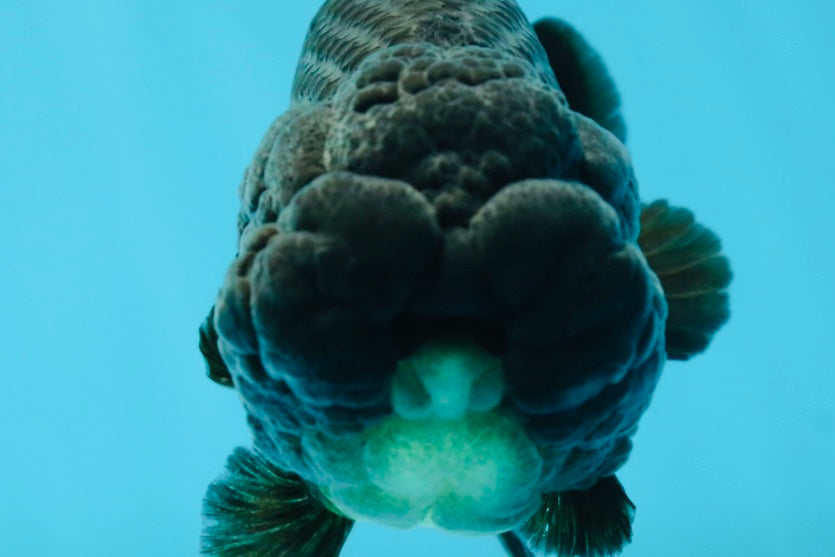 A Grade Black LionKing 4-4.5 inches #050925LC_13