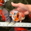 AAA Grade Calico Oranda Male 6-6.5 inches #070626OR_18