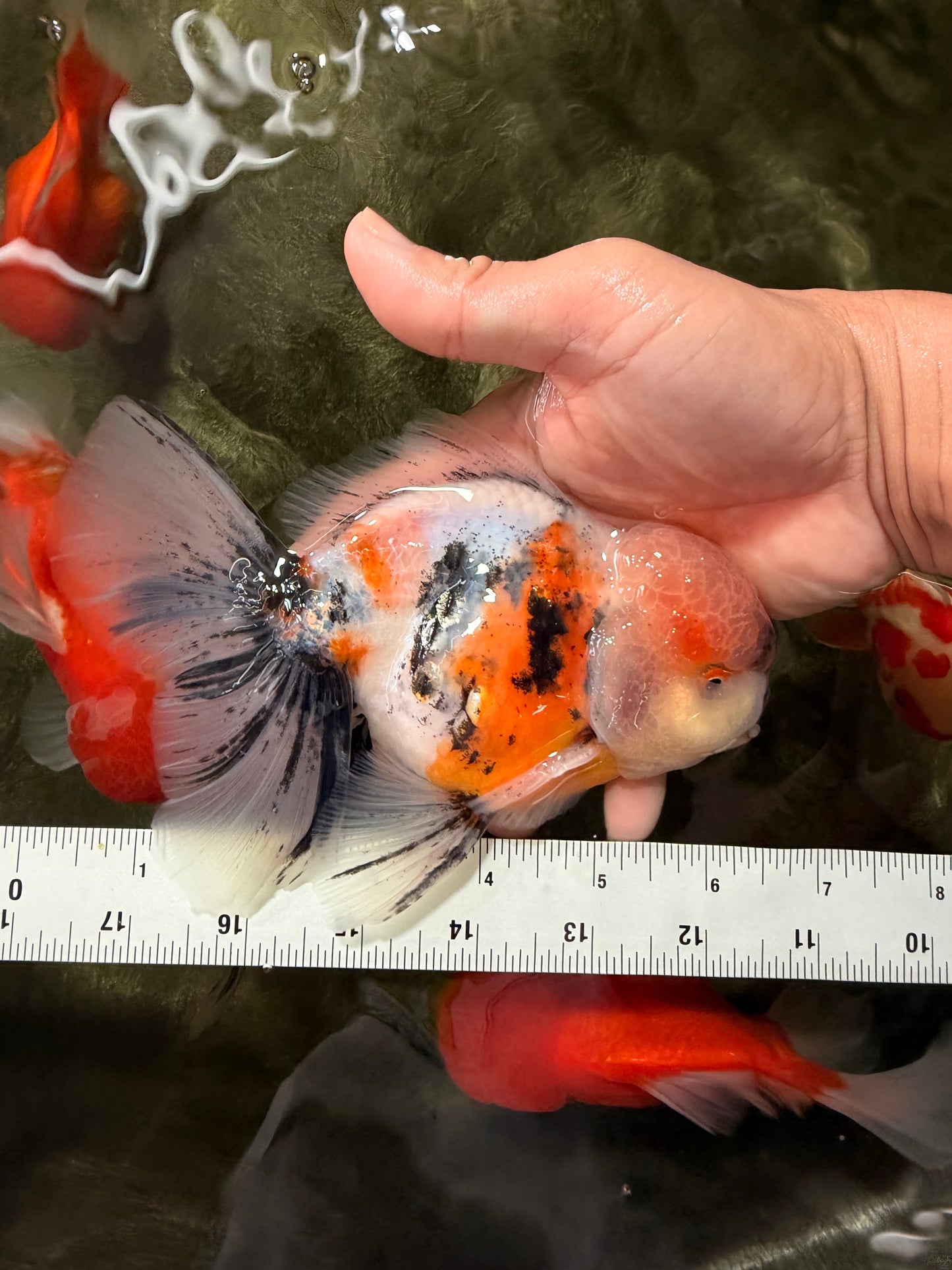 AAA Grade Calico Oranda Male 6-6.5 inches #070626OR_18